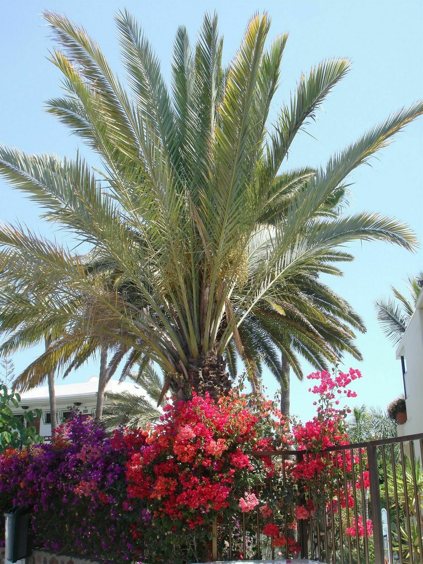 Alsol Nogal (Adults Only) Appartement Playa del Inglés Buitenkant foto